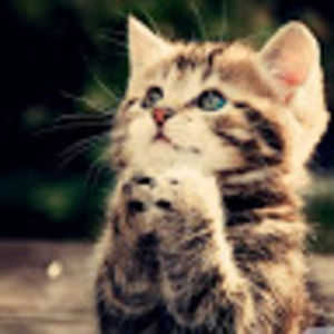 Meet your Posher, Maggie